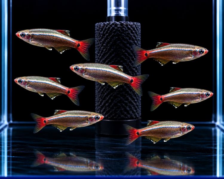 White Cloud Mountain Minnow ~ 1.5cm - 2cm
